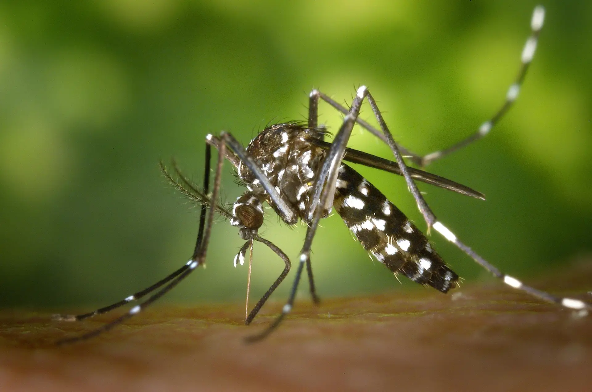 chikungunya in china, mosquito virus, public health, China virus outbreak, tropical diseases, climate impact